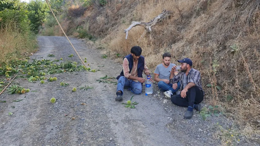 izmir-tire-daglarinda-kestane-hasadi-basladi (1)