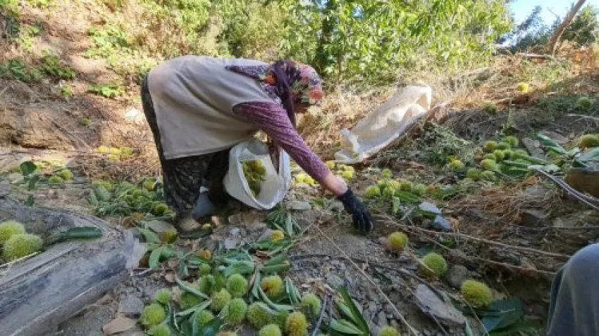 izmir-tire-daglarinda-kestane-hasadi-basladi (2)