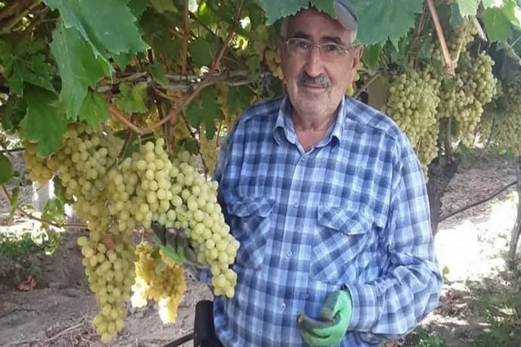 Manisa'da üzüm salkımları kontrol ediliyor   haberinin görseli