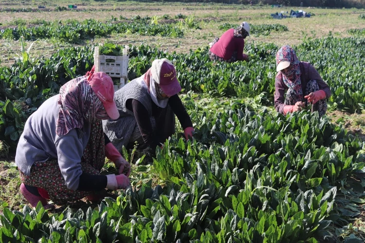 Menemen'de ıspanak hasadı başladı: Tarlada 4, pazarda 20 TL haberinin görseli