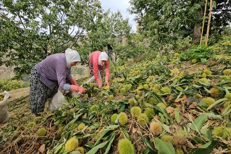 Aydın’da kestane hasadı başladı