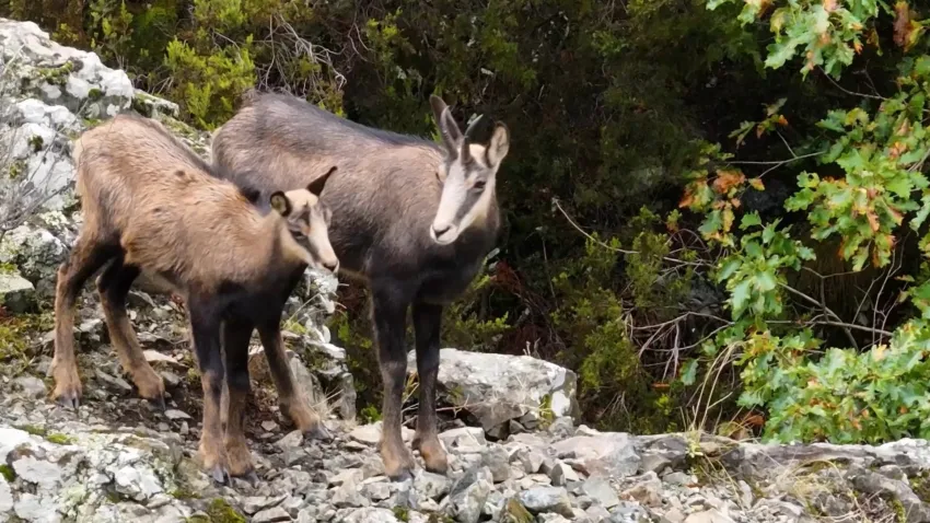 çengel boynuzlu dağ keçesi 2