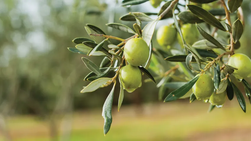 Zeytin-Agaci
