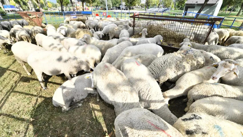 Yerel üreticiye ve kırsala destek sürüyor (4)