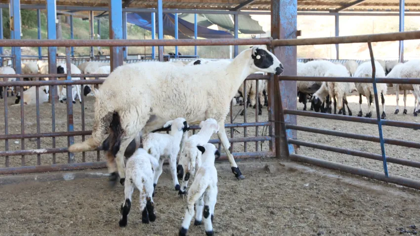 Aydın Büyükşehir Belediyesi