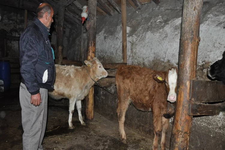 Kars’tan İzmir’e uzanan buruk bir hikaye: Torunlarının tedavisini karşıladıkları inekler çalındı