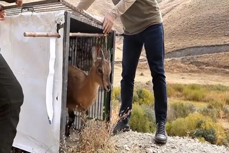 Van’da yavru yaban keçisi ailesine kavuştu