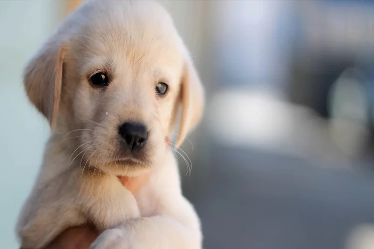 Bodrum’da köpekler telef oldu haberinin görseli