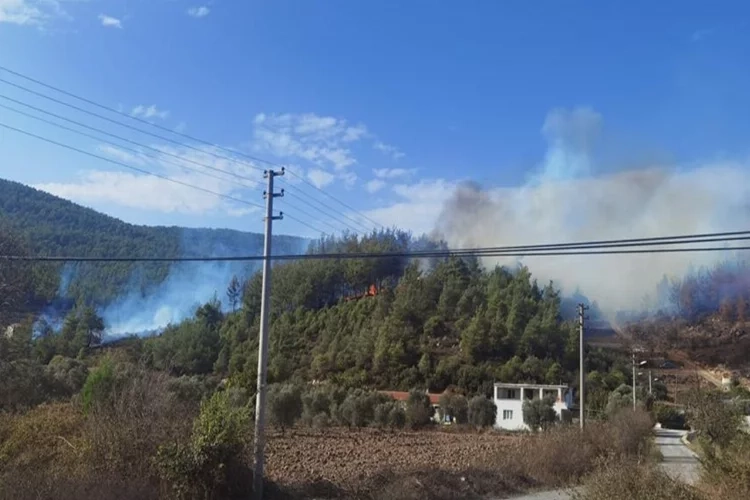 Muğla'da orman yangını çıktı!