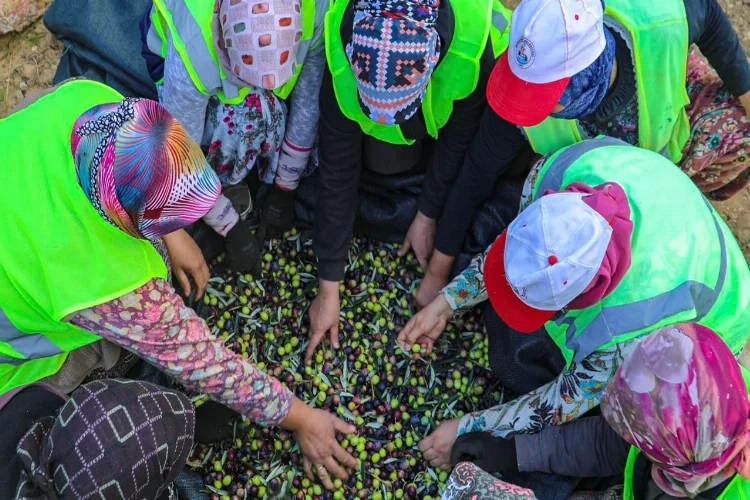 Burhaniye’de zeytin hasadı başladı