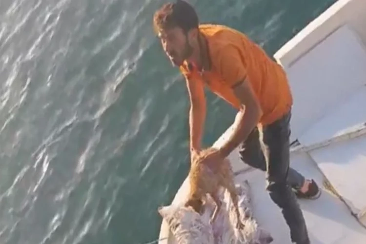 Ordu’da denize düşen kediyi amatör balıkçılar kurtardı haberinin görseli