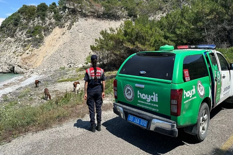 Bu bitkiyi koparmanın cezası dudak uçuklatıyor