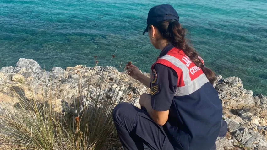 kıyı sarımsağı bitkisi