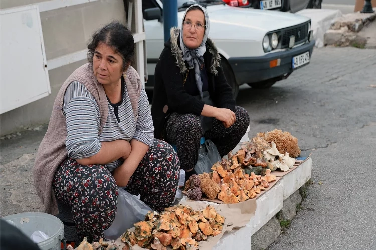 Muğla’da kuraklığa rağmen Çıntar bolluğu haberinin görseli