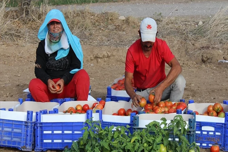 Muğla’da güz domatesi hasadı başladı haberinin görseli