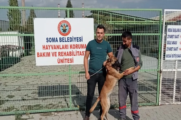 İzmir'de kaybolan köpeğin Manisa seyahati haberinin görseli