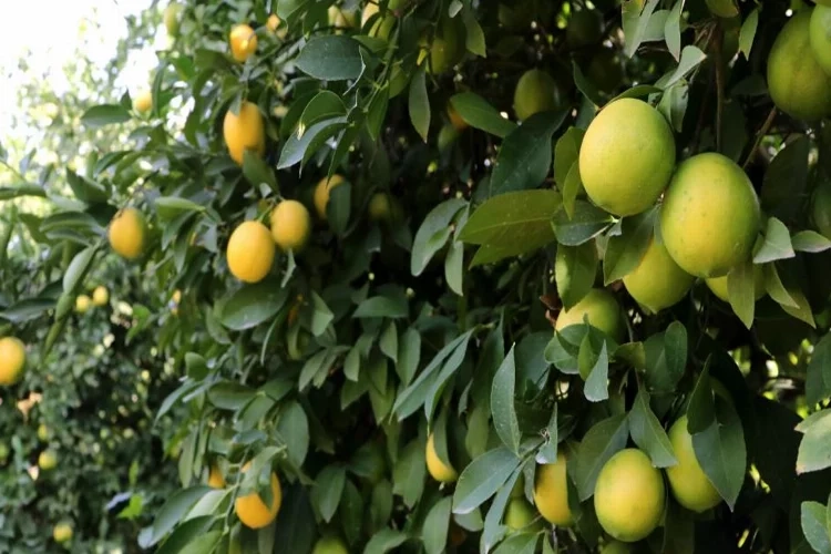 Limon üreticisinden limonata çağrısı haberinin görseli