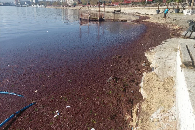 Marmara Denizi kıyılarında endişelendiren görüntü