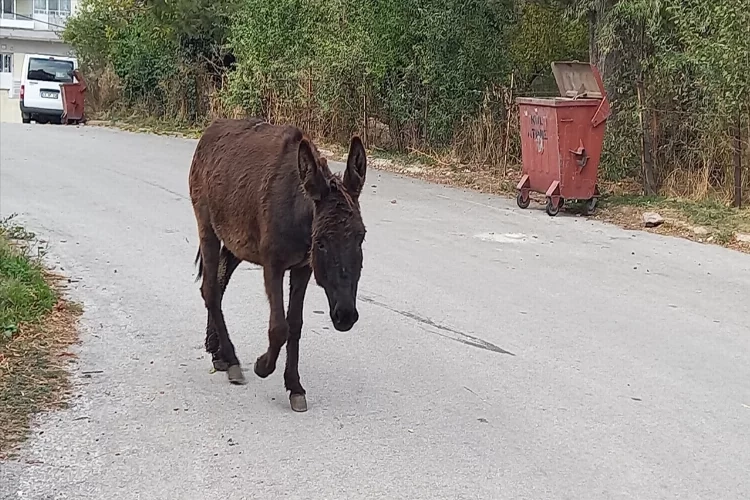 Kütahya'da sahipsiz eşek koruma altına alındı haberinin görseli