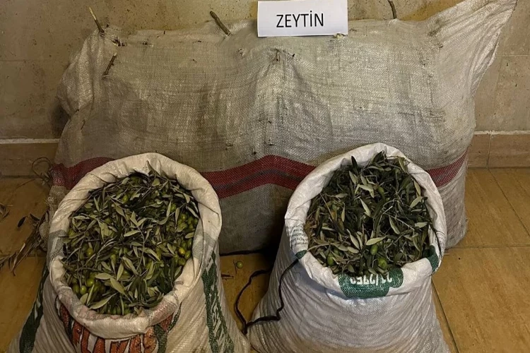 Aydın’da hırsızlar 150 kilo zeytin çaldı