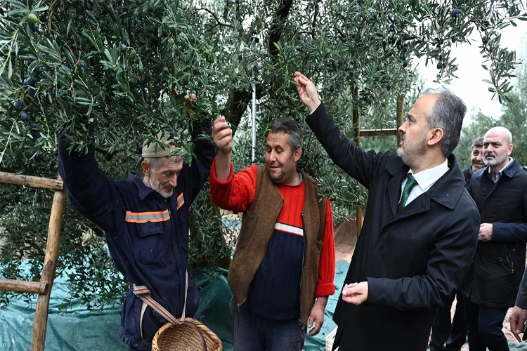 Bursa’da zeytin hasadı başladı