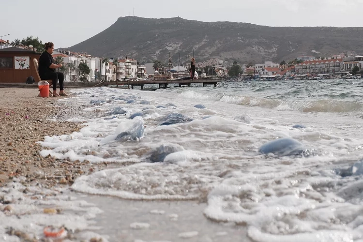 Denizanaları Foça’yı istila etti: Binlerce denizanası kıyıya vurdu