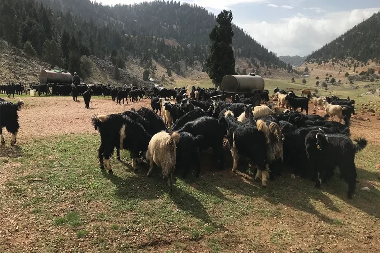 Antalya'da havaların soğumasıyla Yörüklerin yayla dönüşü başladı