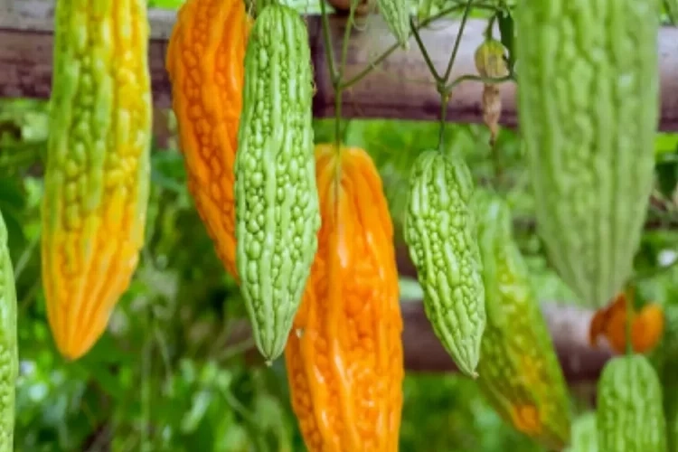 Tam bir sağlık deposu olan kudret narı nelere iyi gelir? Zeytinyağlı kudret narı faydaları