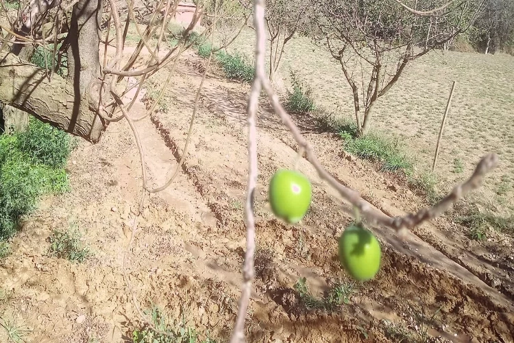 Denizli'de Kasım ayında papaz eriği