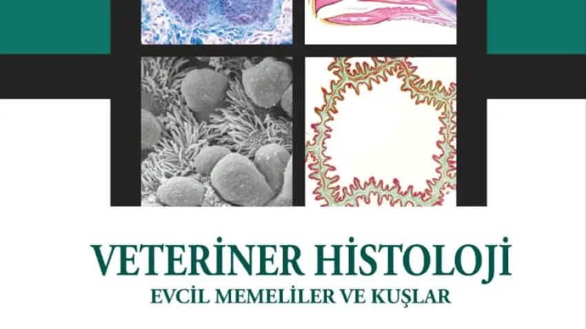 6. Veteriner Histolojisi - Evcil Memeliler ve Kuşlar (2)