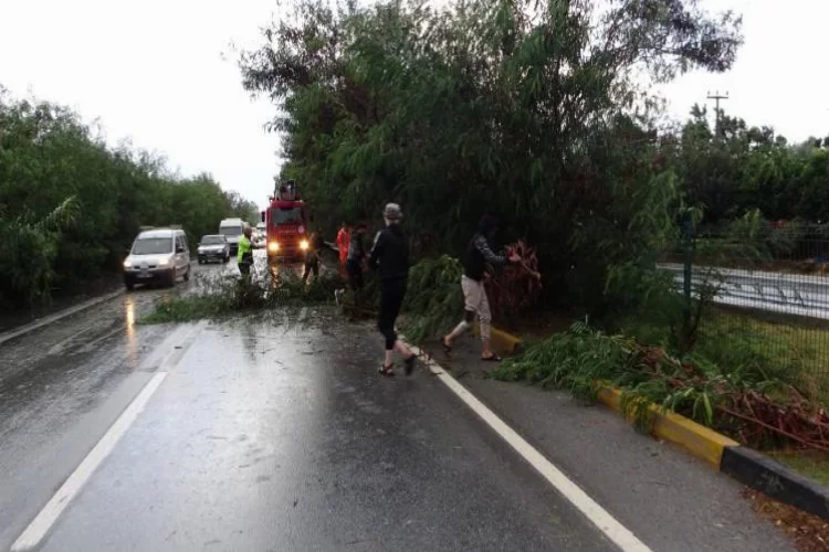 Antalya'da fırtına ağaçları devirdi... Sürücüler ne yapacağını şaşırdı