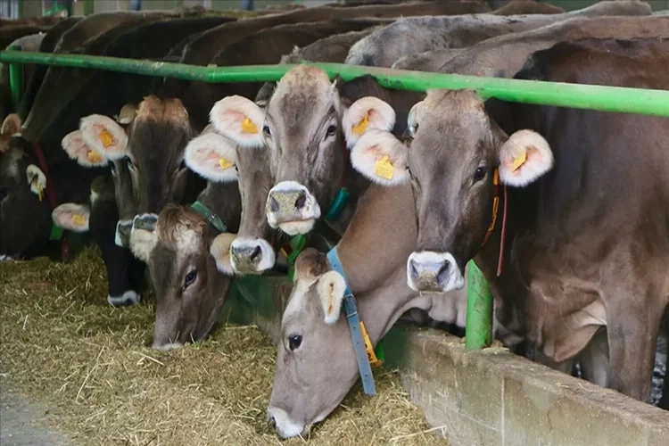 Belirli hayvan türlerine yeniden tanımlama düzenlemesi haberinin görseli
