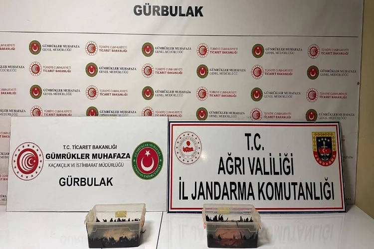 Ağrı'da kaçak sülükler ele geçirildi