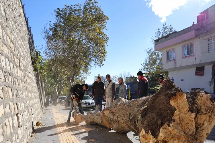 Kahramanmaraş’ta şiddetli rüzgar ağaçları kökünden söktü