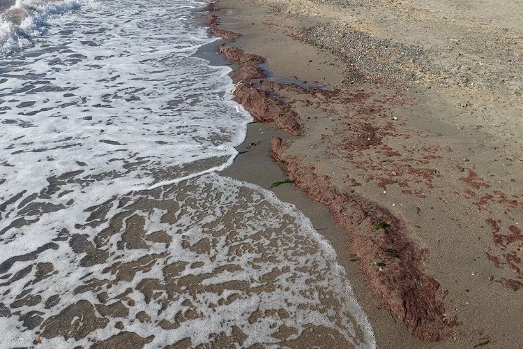 Tekirdağ’da yine lodos, yine kızıl yosun