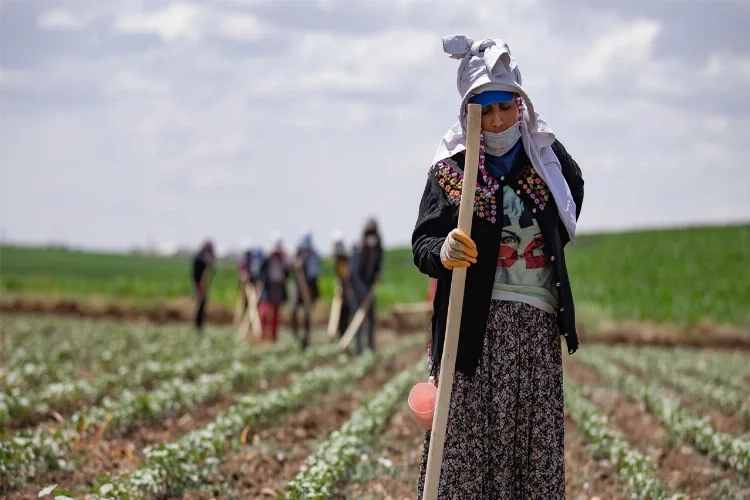 Üretimden vazgeçiş… Çiftçi Ziraat Odasından kaydını sildiriyor! haberinin görseli