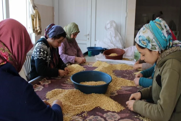 Aydın’da çam fıstığı mesaisi başladı