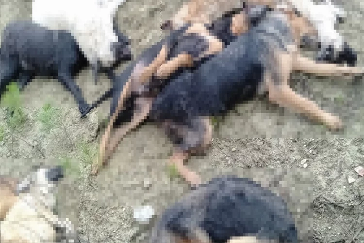 Bilecik'te köpek katliamı haberinin görseli