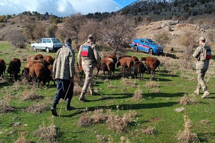 Elazığ'da 40 koyun fırtına sonrası kayboldu haberinin görseli