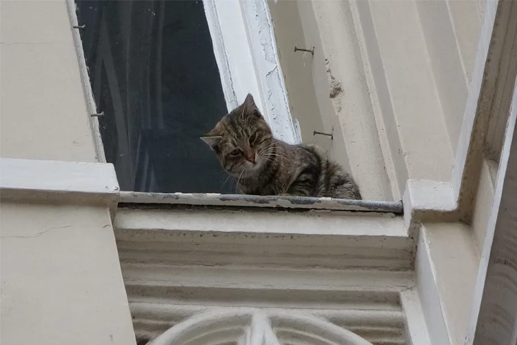 İstanbul’da kedi operasyonu: Ekipler seferber oldu!