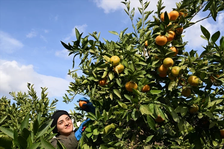 Mandalina rekoltesiyle yüz güldürdü haberinin görseli