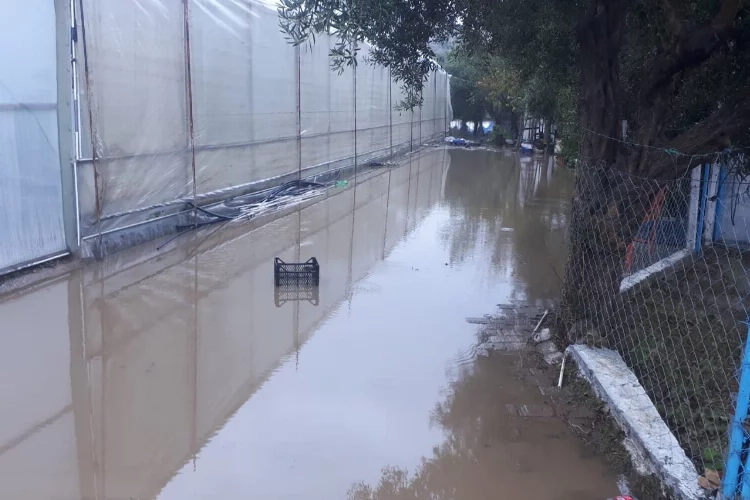 Aydın'da sağanak yağış: Gümüşköy seralarına su bastı haberinin görseli