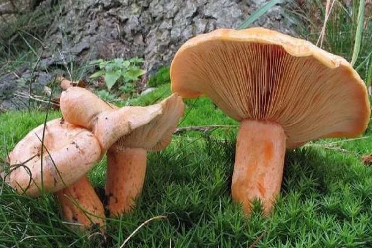 Bu mantardan tükettiyseniz dikkat! haberinin görseli