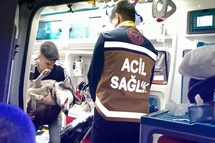 Dumandan etkilenen köpek yoğun çabalar sonucu hayata döndü haberinin görseli