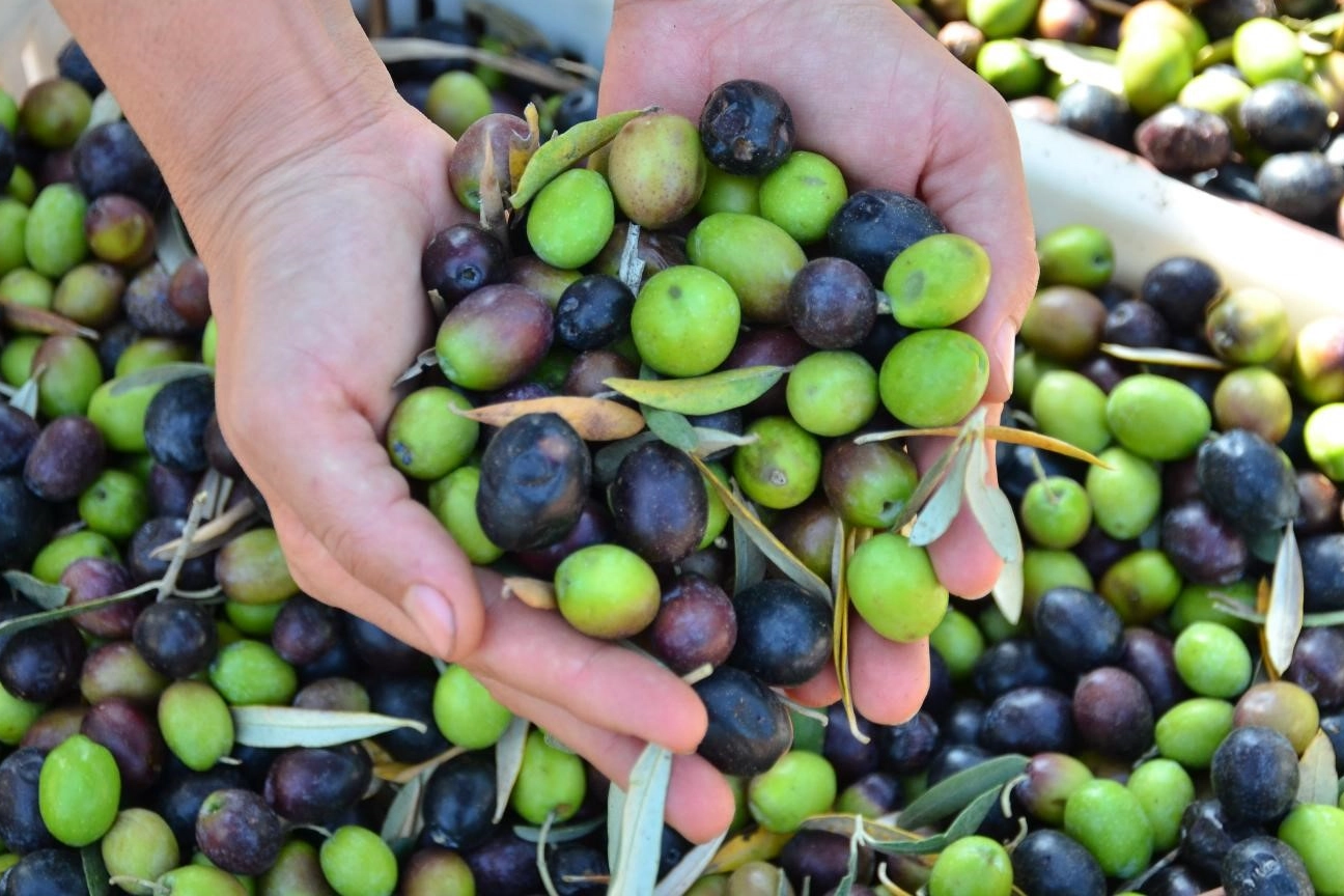 Denizli zeytin ve zeytinyağındaki iddiasını ortaya koydu