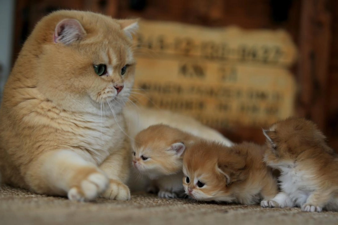 Kedi cinsleri nelerdir? Kediler kaç yaşına kadar yaşar?