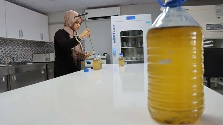 fıstık ağaçları