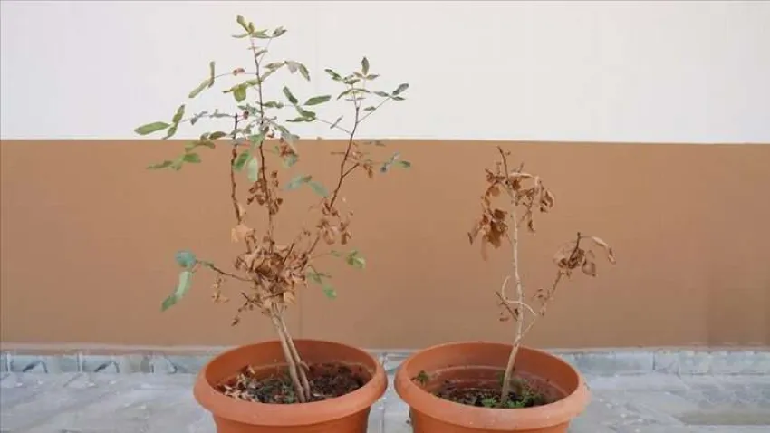 kuru fıstık ağacı