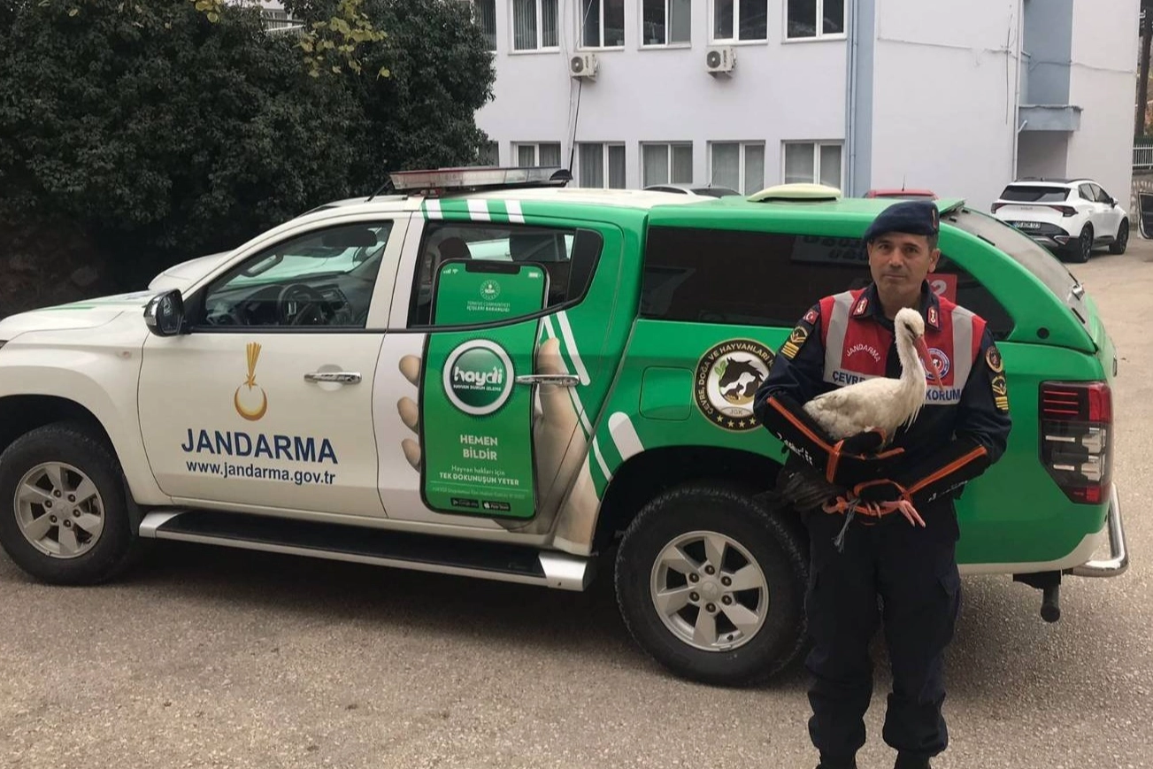 Amasya’da yaralı leyleğe jandarma kıyamadı