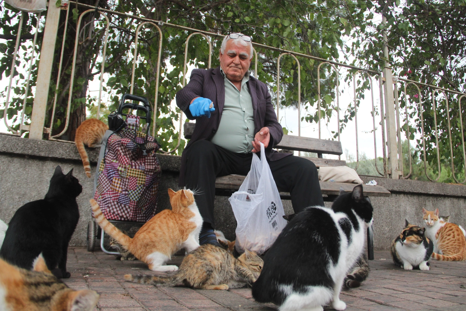 Antalya'da 20 yıldır kedi besliyor haberinin görseli